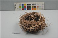 藏品(小河原鶸卵)的圖片